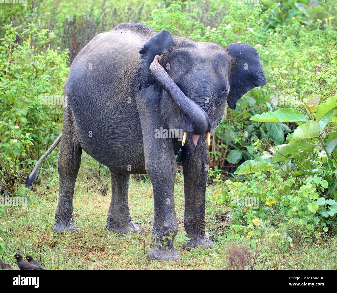 young indian elephant in jungle Stock Photo