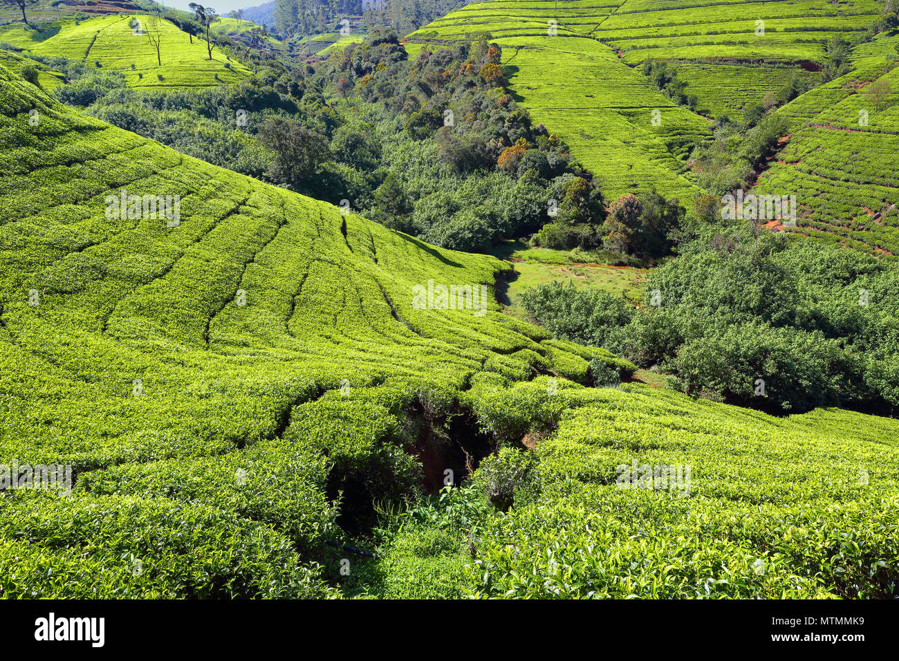 tea plantation in Sri Lanka Stock Photo Alamy