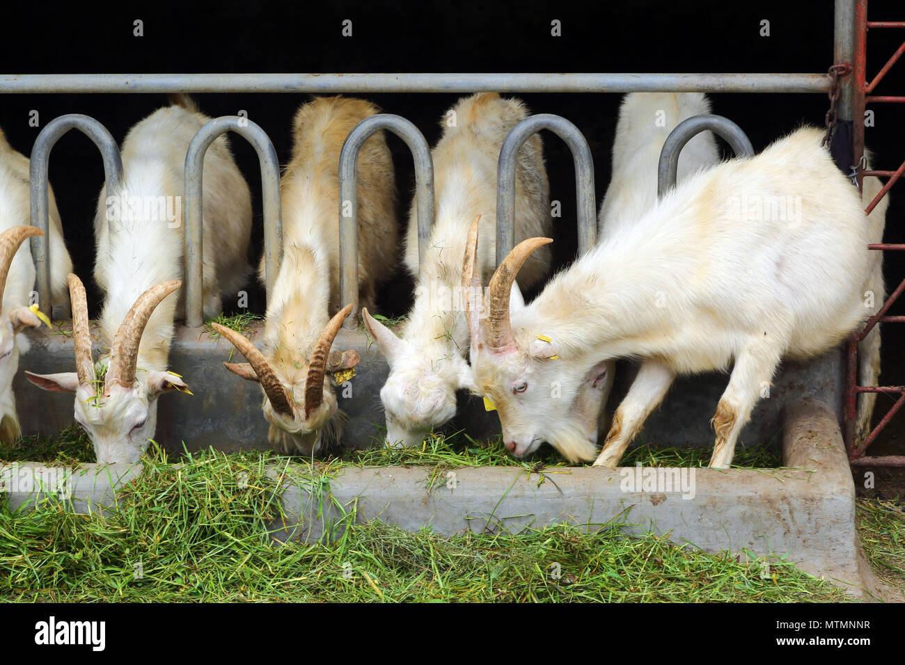goats eating grass on farm Stock Photo Alamy