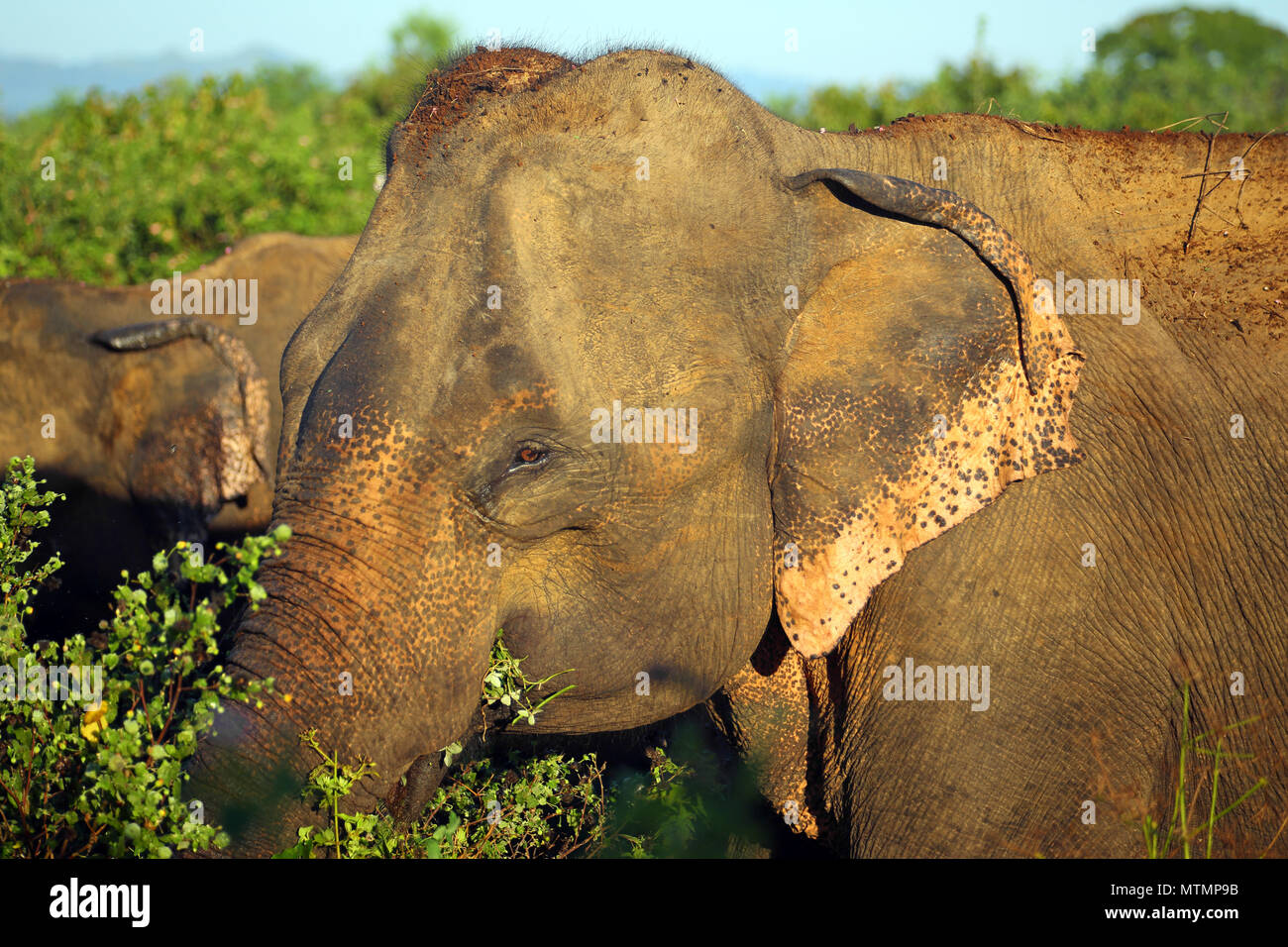 indian elephant in jungle Stock Photo