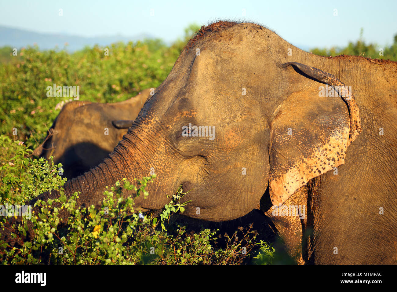 indian elephant in jungle Stock Photo