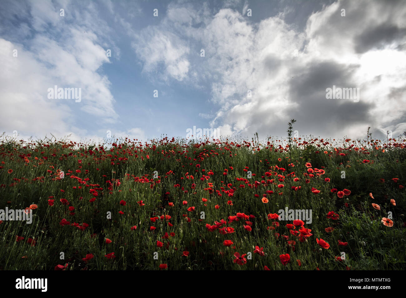 Field of poppies with cloudy sky. Stock Photo