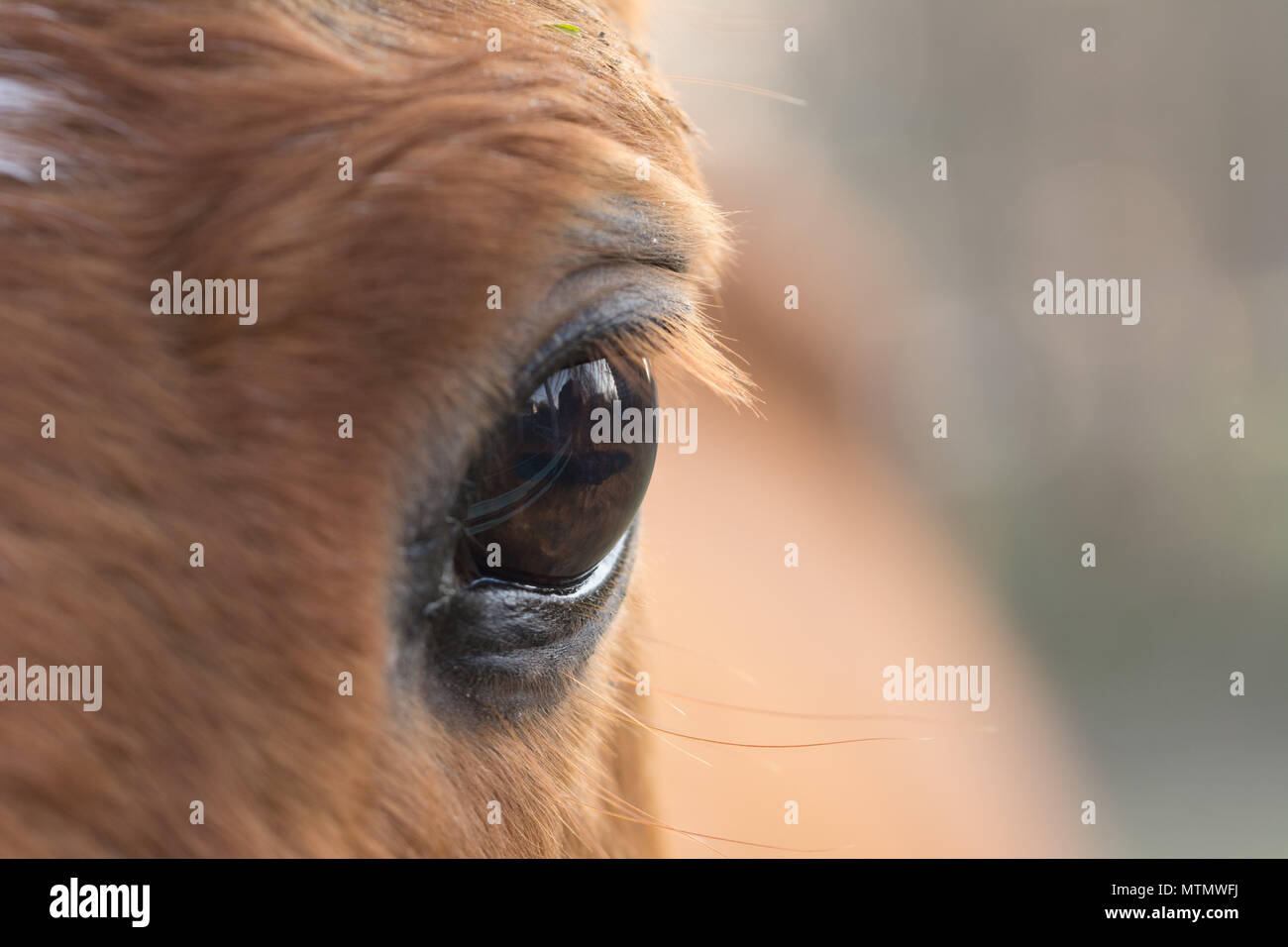 Cose-up eye horse / pony with eyelashes. Stock Photo