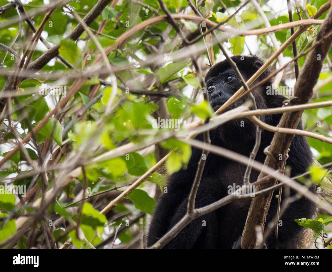 Howler Monkey (Alouatta palliata) in the Tropical Dry Forest canopy of  Peninsula Papagayo in the Guanacaste region of Costa Rica Stock Photo