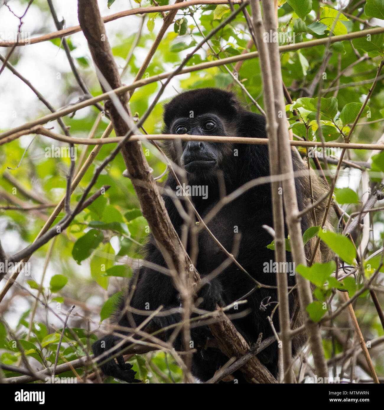 Howler Monkey (Alouatta palliata) in the Tropical Dry Forest canopy of  Peninsula Papagayo in the Guanacaste region of Costa Rica Stock Photo