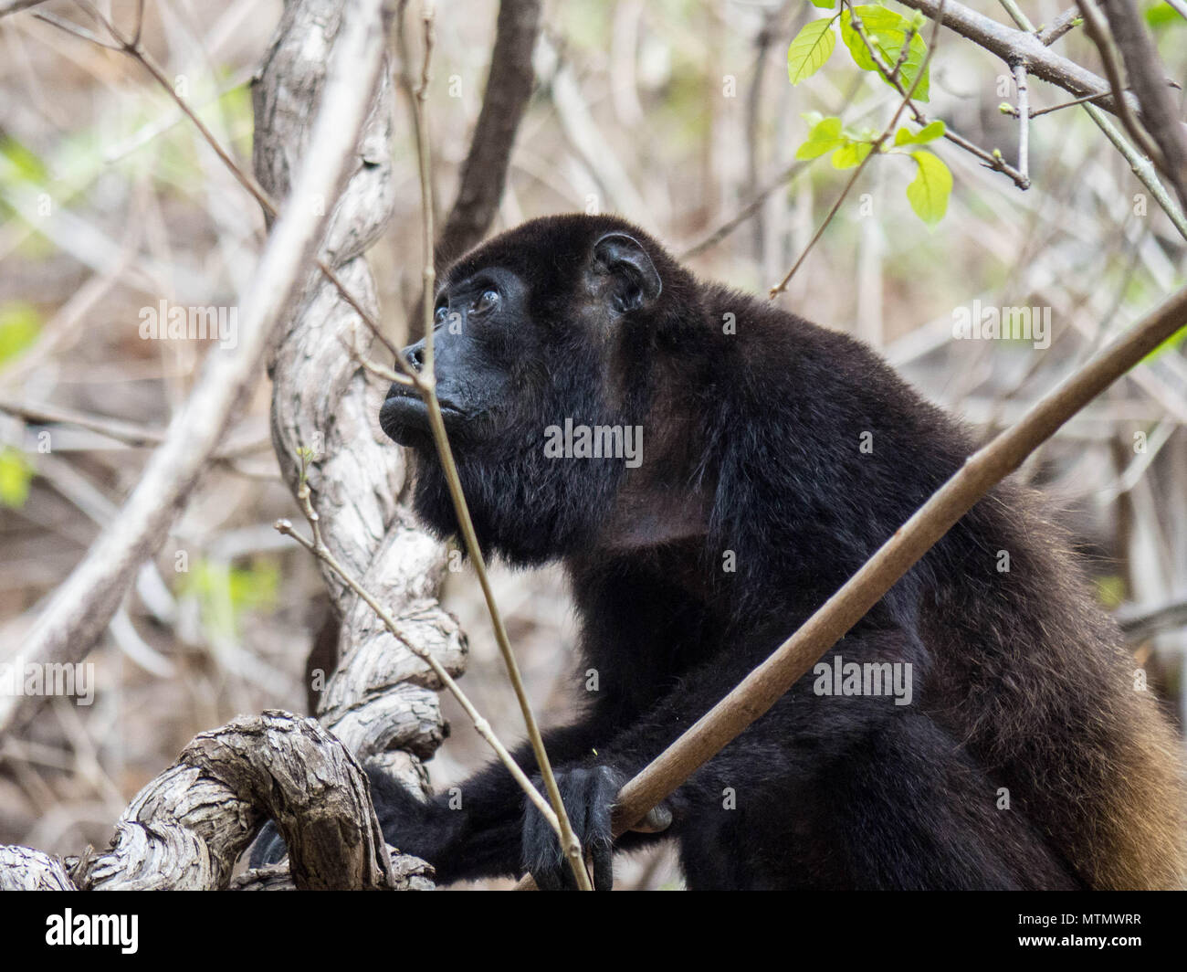 Howler Monkey (Alouatta palliata) in the Tropical Dry Forest canopy of  Peninsula Papagayo in the Guanacaste region of Costa Rica Stock Photo