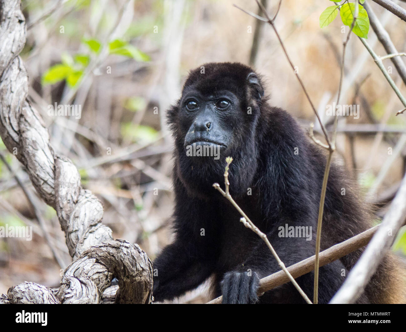 Howler Monkey (Alouatta palliata) in the Tropical Dry Forest canopy of