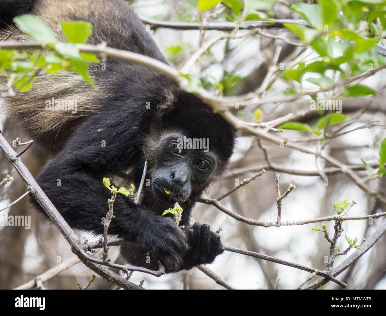 Tropical dry forest hires stock photography and images Alamy