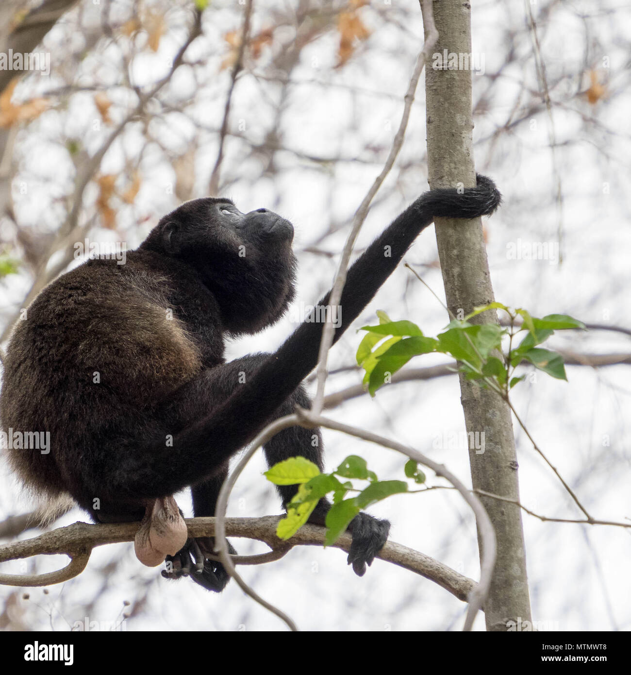 Howler Monkey (Alouatta palliata) in the Tropical Dry Forest canopy of  Peninsula Papagayo in the Guanacaste region of Costa Rica Stock Photo