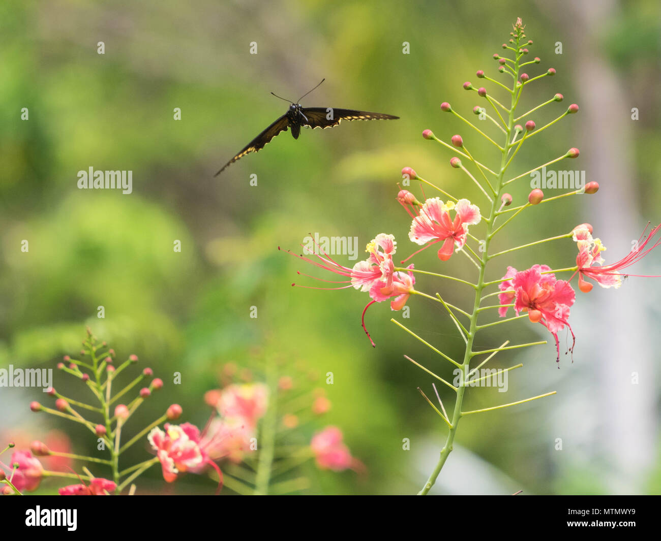 Polydamas swallowtail coming in to land on flowers in the Peninsula Papgayo region of Guanacaste, Costa Rica Stock Photo