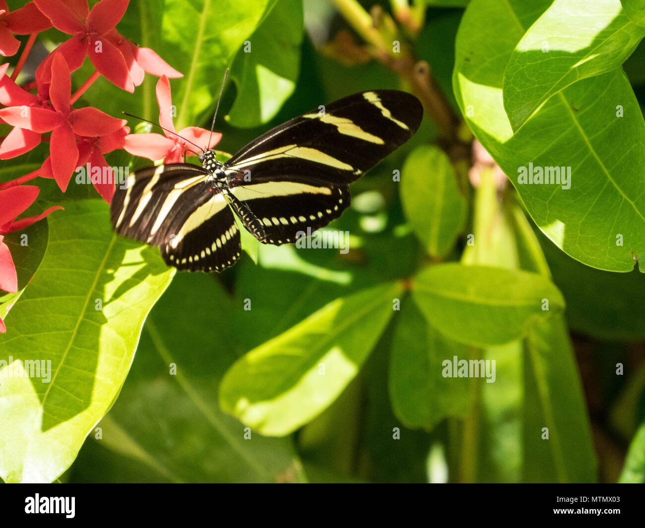 Zebra longwing butterfly on red ixora flowers in the Peninsula Papgayo region of Guanacaste, Costa Rica Stock Photo