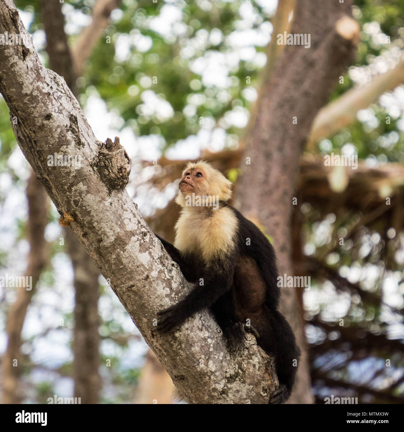 White-faced capuchin monkeys (cebus capucinus) in the trees of the dry forest, Peninsula Papagayo, Guanacaste, Costa Rica Stock Photo