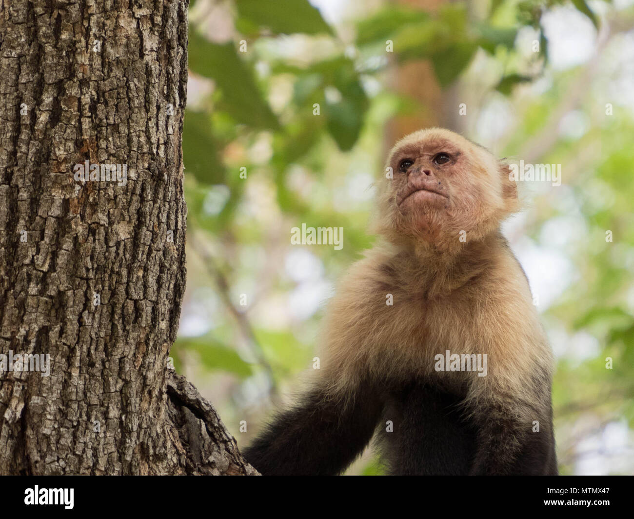 White-faced capuchin monkeys (cebus capucinus) in the trees of the dry forest, Peninsula Papagayo, Guanacaste, Costa Rica Stock Photo