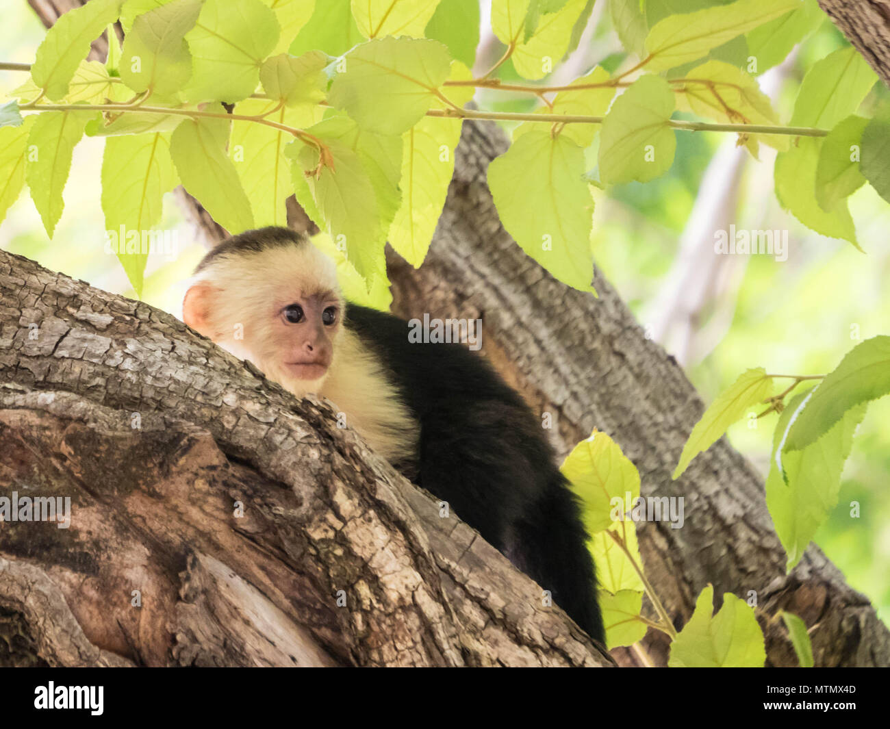 White-faced capuchin monkeys (cebus capucinus) in the trees of the dry forest, Peninsula Papagayo, Guanacaste, Costa Rica Stock Photo
