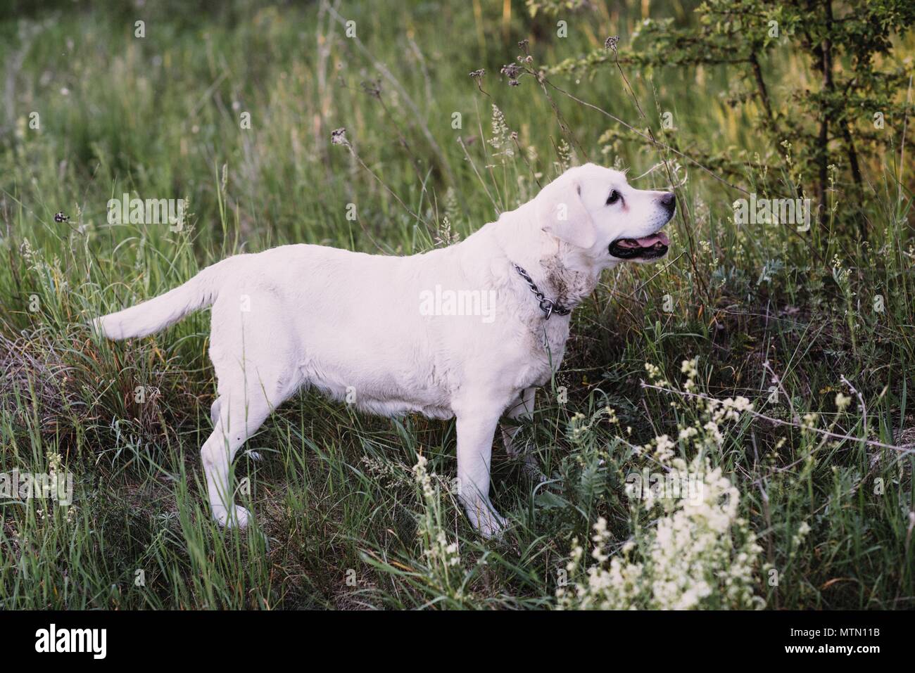 View of Dog, breed of labrador, lies on grass Stock Photo - Alamy