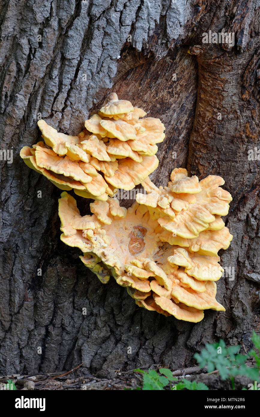 Chicken Of The Woods or Sulphur Shelf Laetiporus sulphureus Yellow