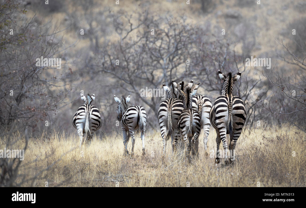 Group of zebra's from backside in bush wildlife landscape Stock Photo ...