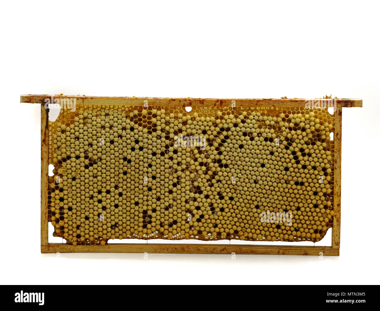 whole bee comb with drone eggs, brood isolated on white background, front view Stock Photo