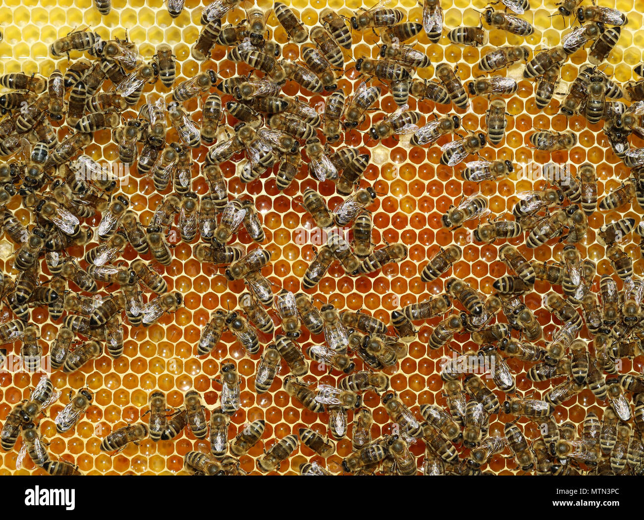 Top view of working bees on a honeycomb Stock Photo