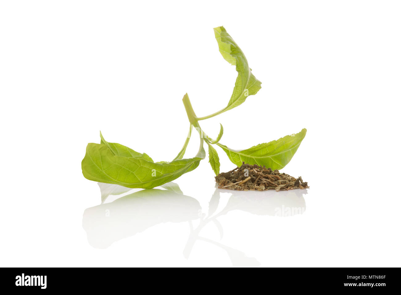 Salvia divinorum fresh and dried leaves isolated on white background. Stock Photo