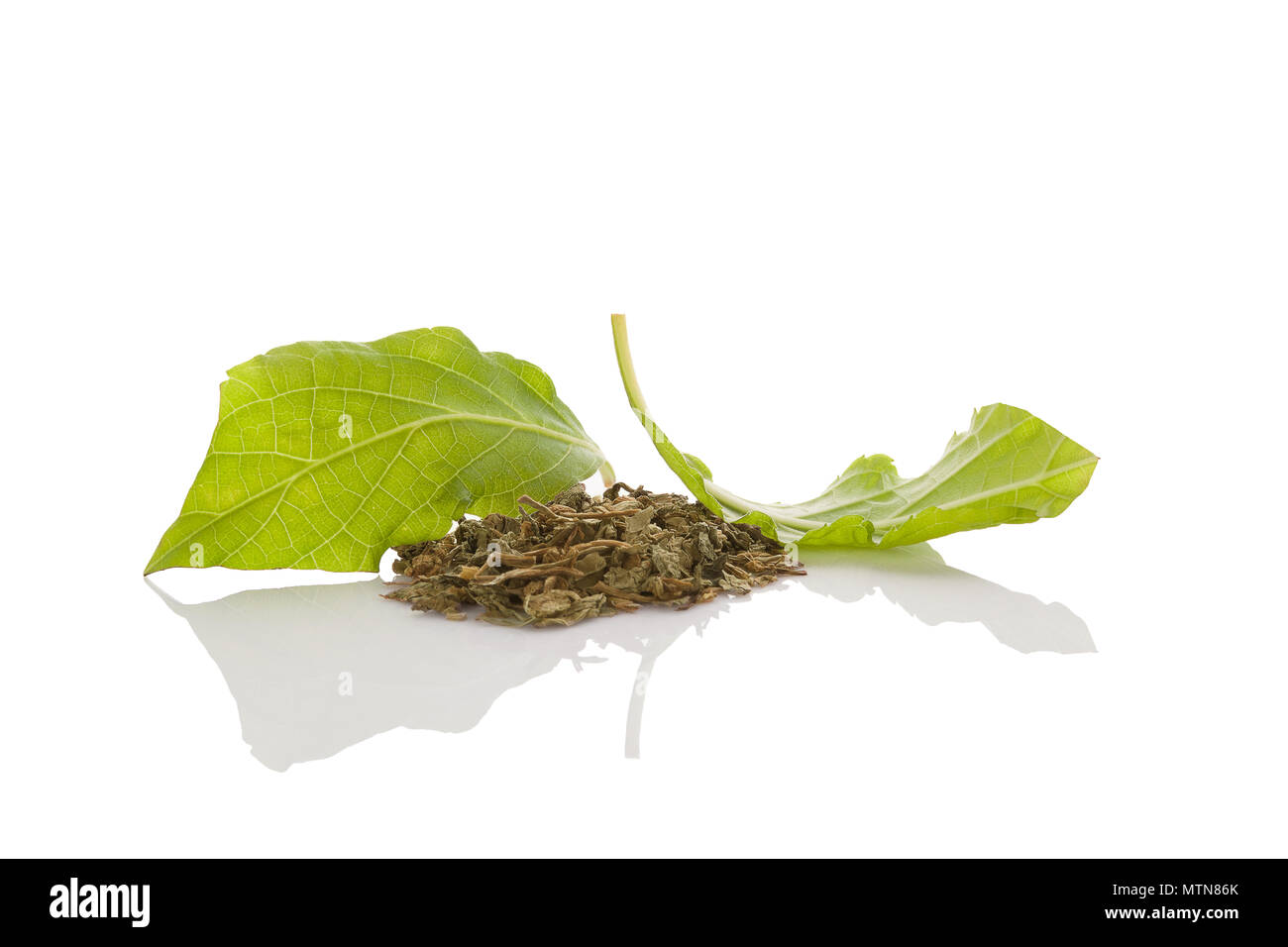 Salvia divinorum fresh and dried leaves isolated on white background. Stock Photo