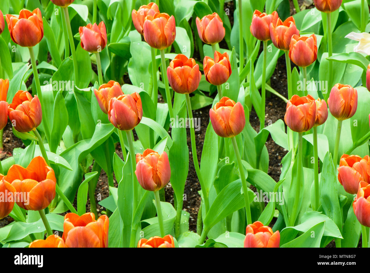 Orange tulips flower on field background Stock Photo