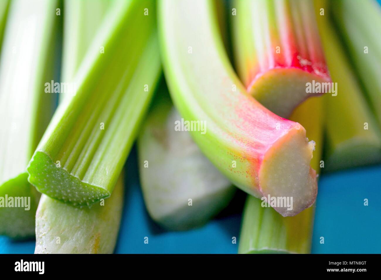 Macro shot of the rhubarb stems bunch on the blue background. Stock Photo