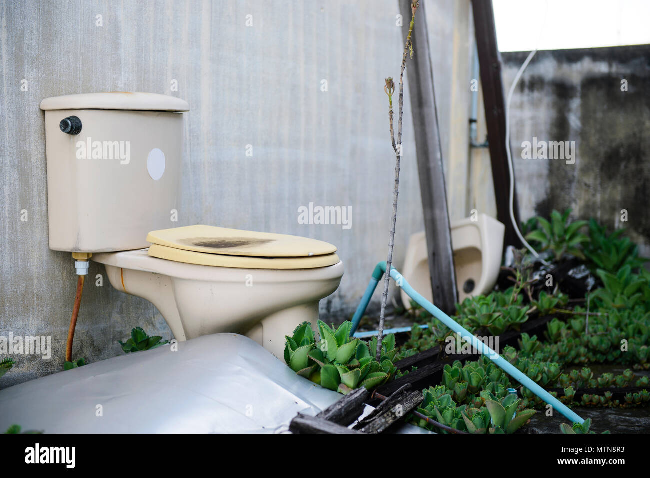Old broken toilet cabin surrounded with wild vegetation Stock Photo