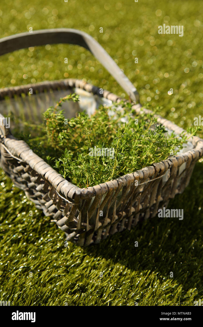 Freshly picked Thyme,Thymus vulgaris, leaves in a wicker basket on