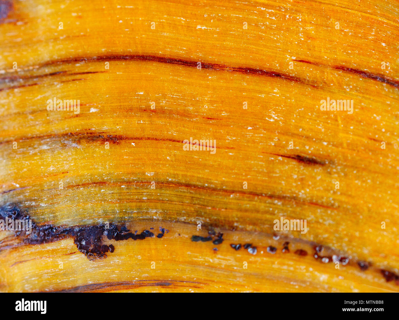 Tigers Eye Stone High Resolution Stock Photography And Images Alamy,Ficus Lyrata Variegata