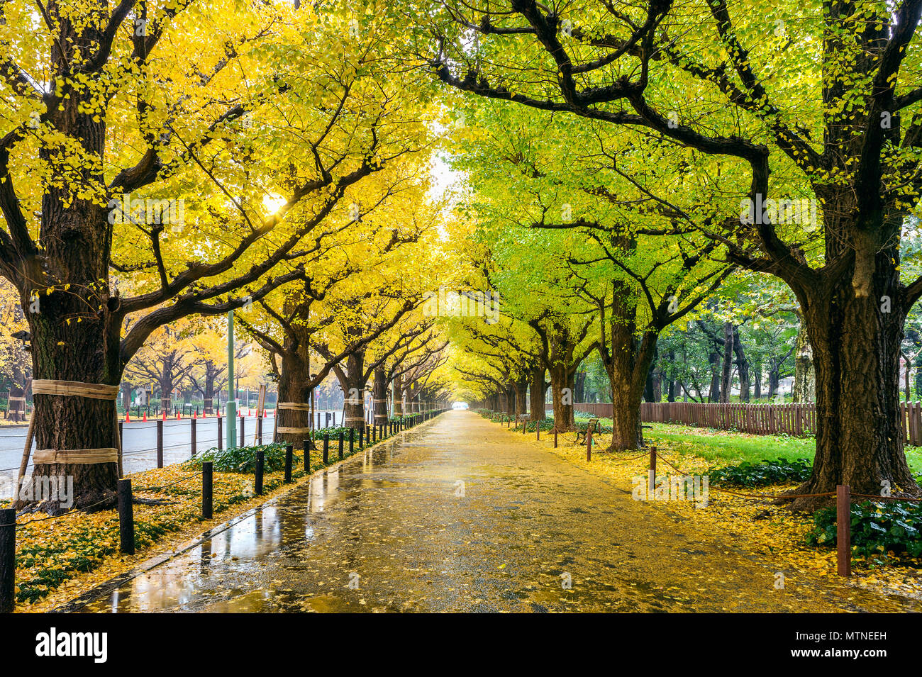 Yellow Spring Road Map Namiki hi-res stock photography and images - Alamy