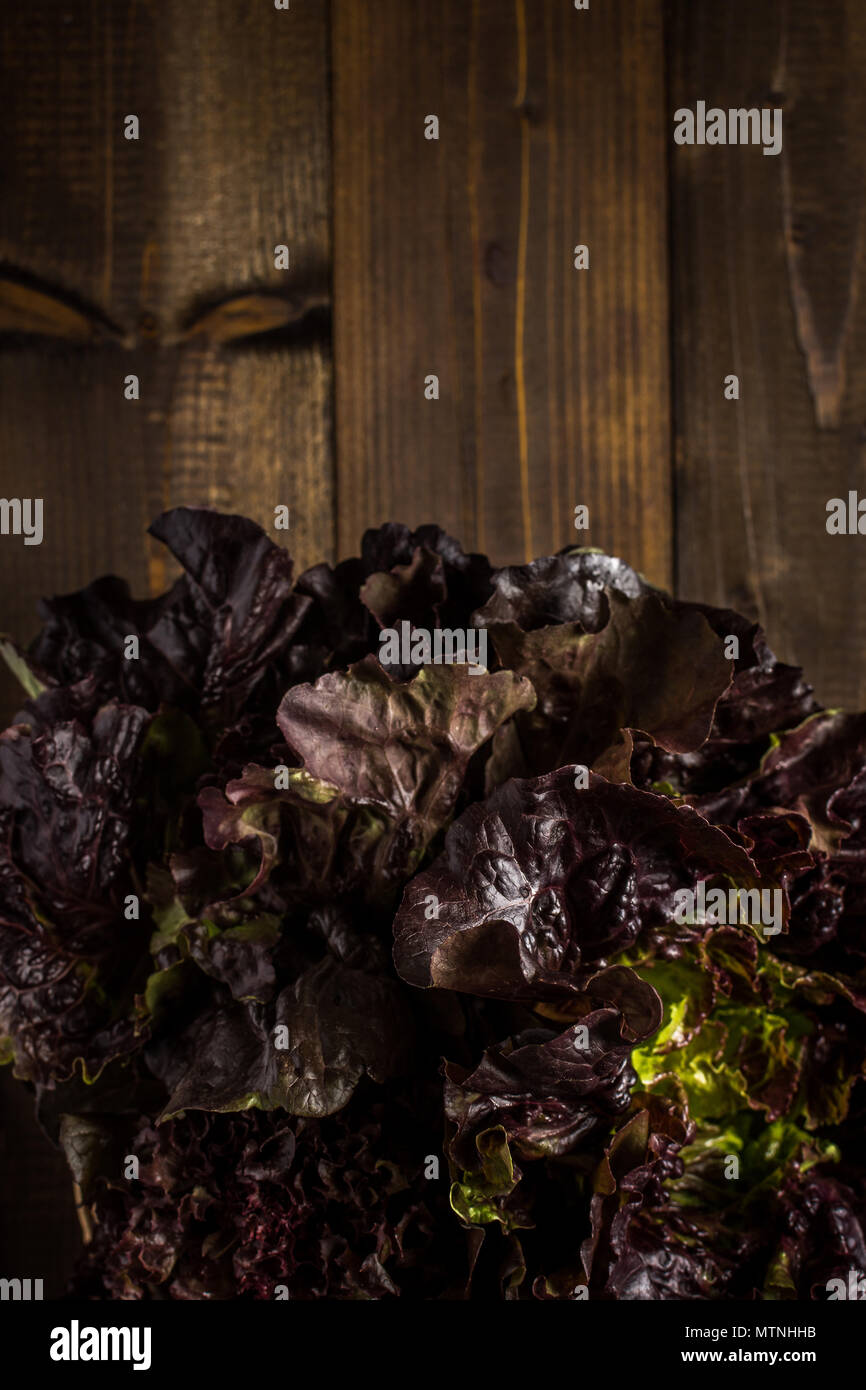 Red Oak Leaf Lettuce on Dark Wooden Background with Copy Space Stock Photo