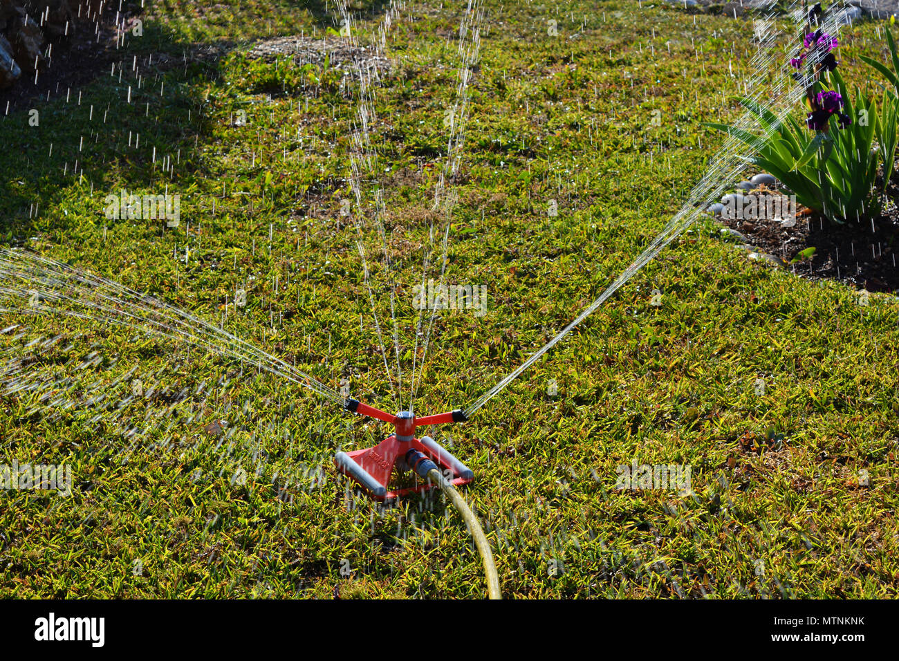 Sprinkler head hires stock photography and images Alamy