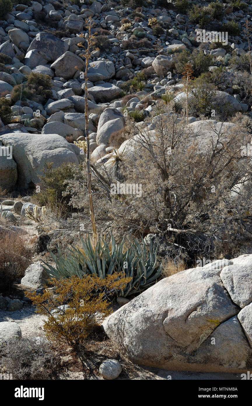 Century Plant, granite boulders, Blair Valley,  Anza-Borrego Desert State Park, CA   071104 6536 Stock Photo