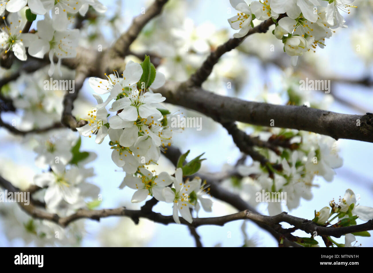 Flowering Branch Of Apricot Tree Early Flowering Of Trees In April White Apricot Flowers Of Small Size Stock Photo Alamy