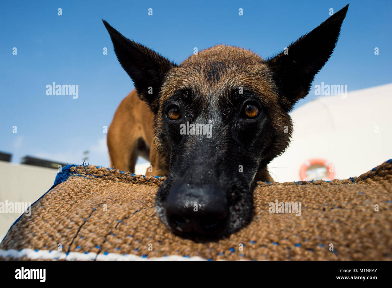 A 380th Expeditionary Security Forces Squadron military working dog ...