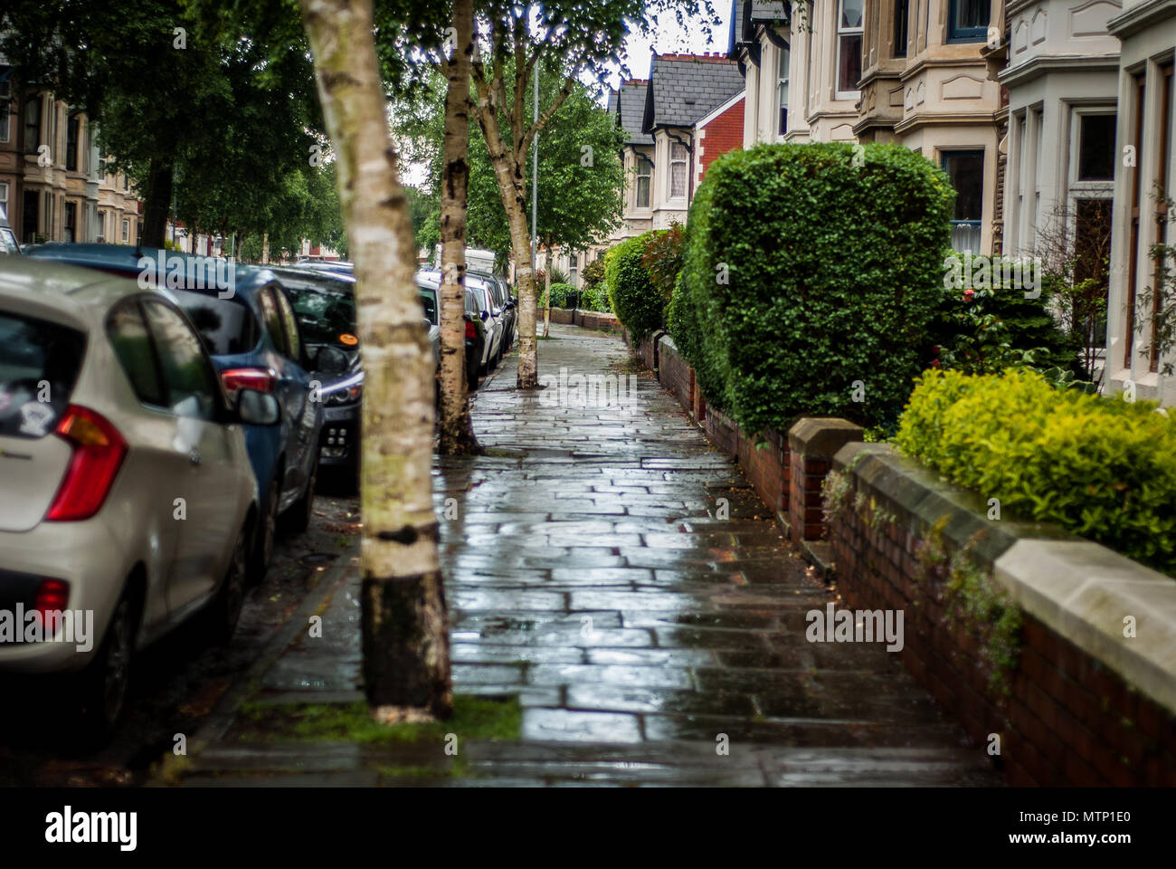 Wet pavement on residential street Stock Photo