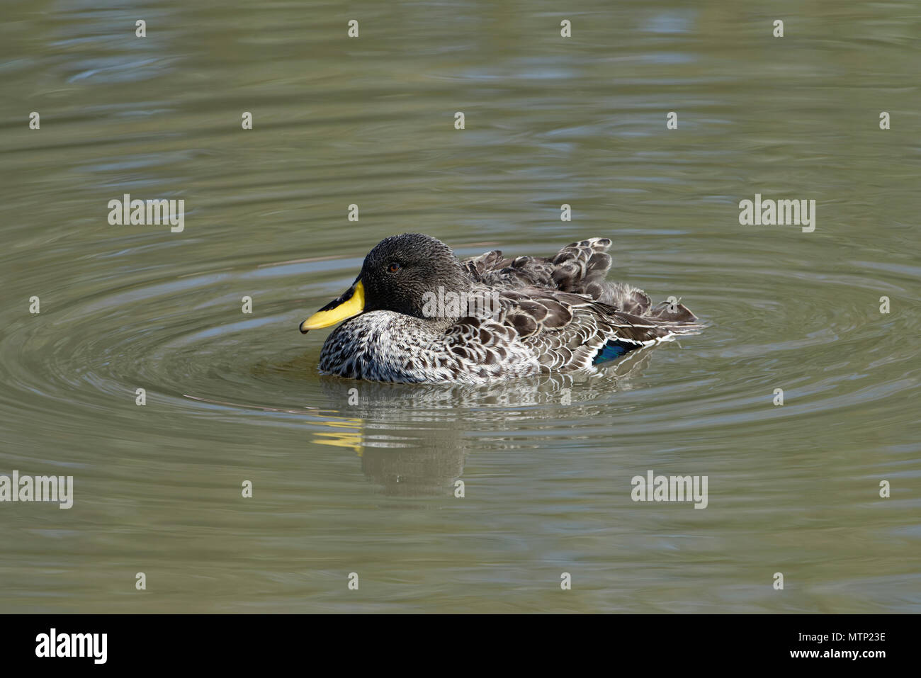 African yellow bill duck hires stock photography and images Alamy