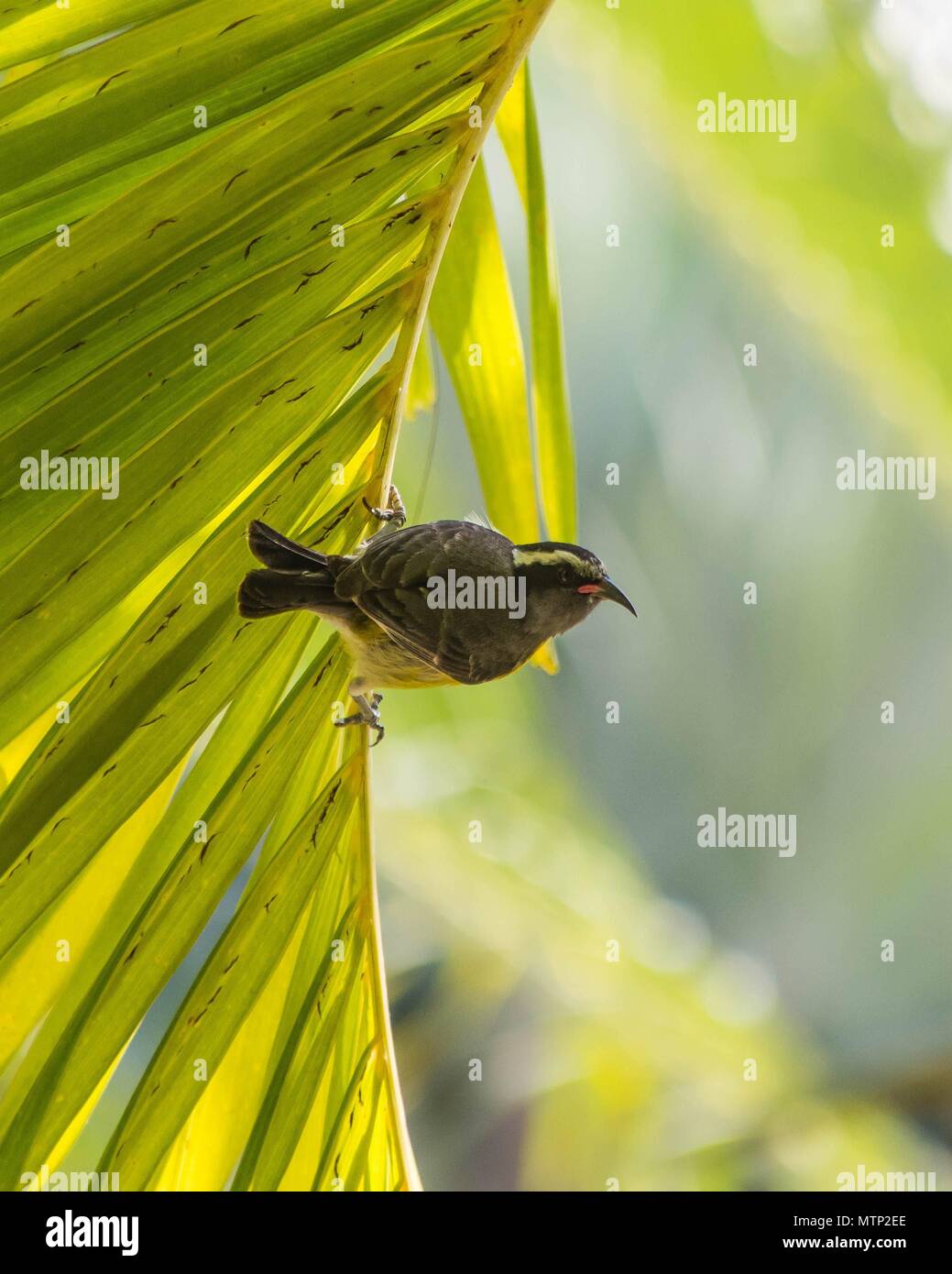 Small bird on a palm frond at the Four Seasons Resort on Peninsula Papagayo, in the Guanacaste province of Costa Rica Stock Photo