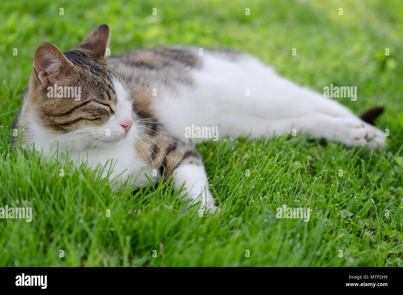Feral cat grass hi-res stock photography and images - Alamy