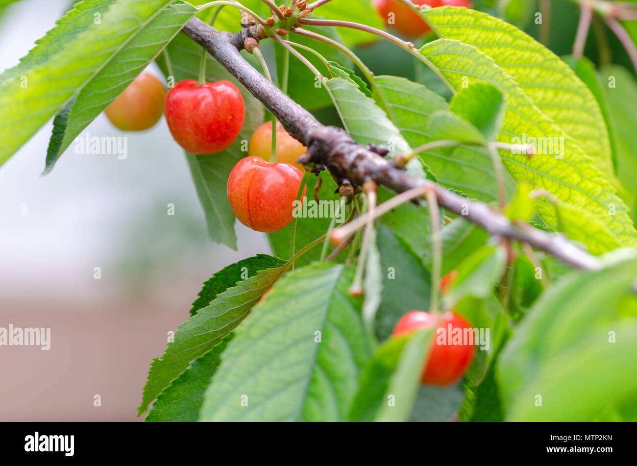 Cultivated cherries hi-res stock photography and images - Alamy