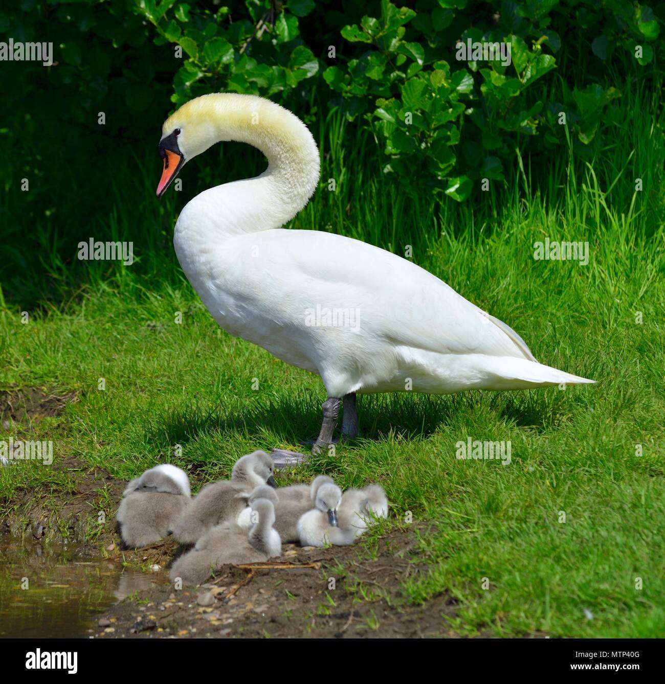 Mute swans swan on dry land Stock Photo Alamy
