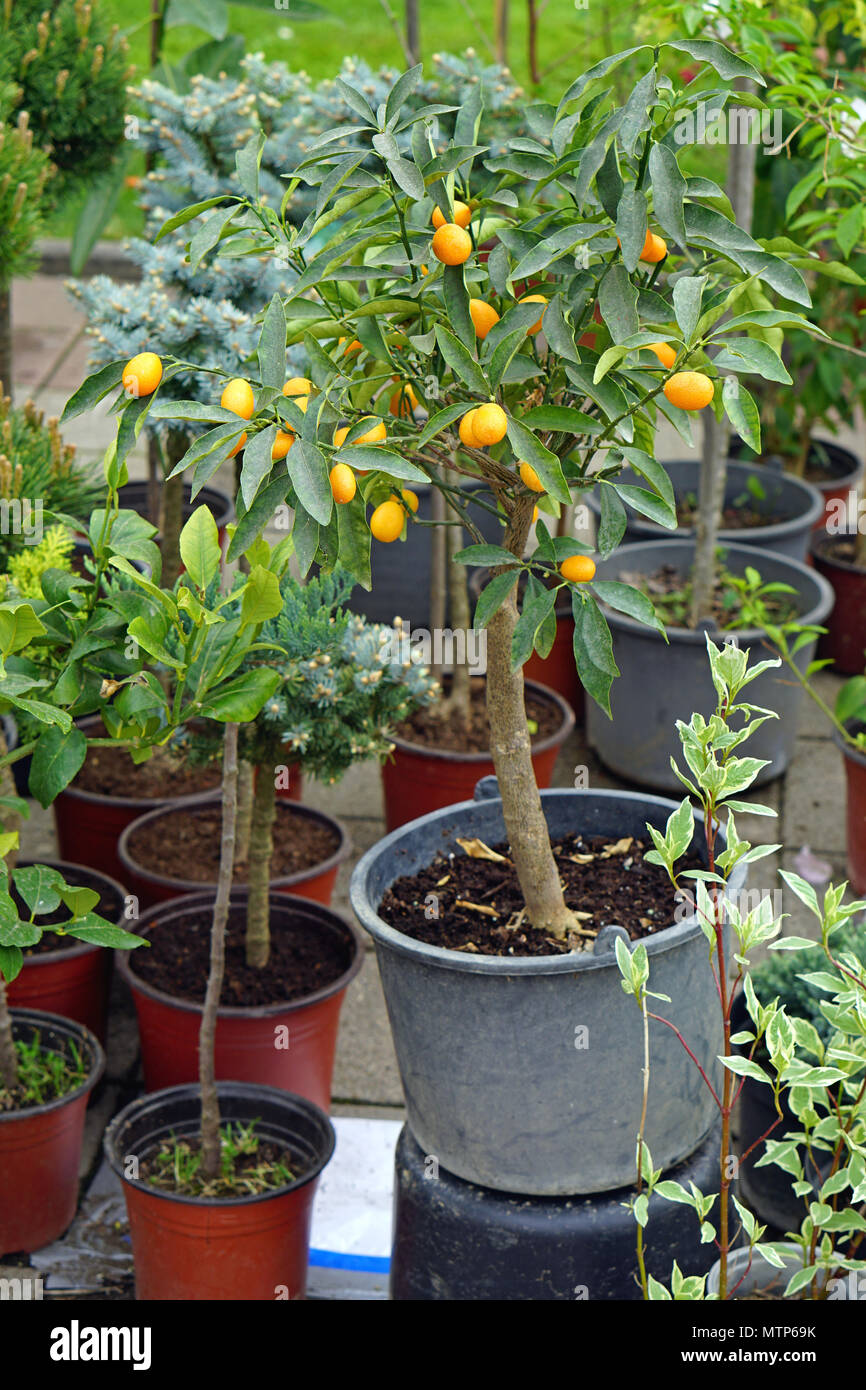 Small kumquat citrus tree in pot Stock Photo Alamy