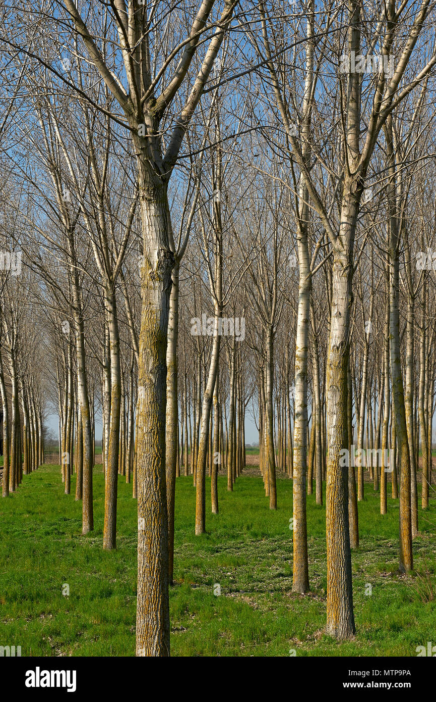 Torricella del pizzo hires stock photography and images Alamy