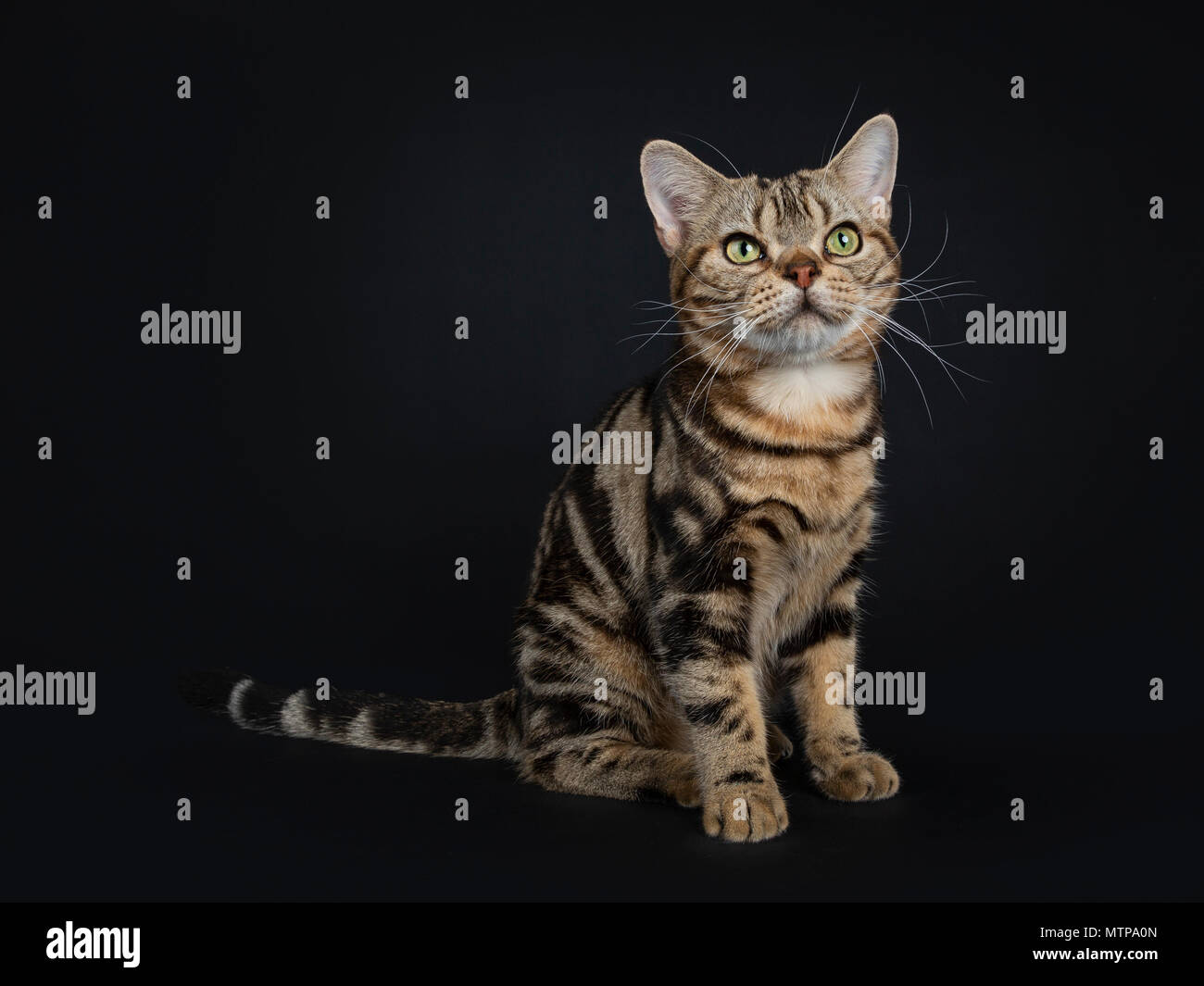 Brown and black tabby American Shorthair cat kitten sitting isolated on black background and looking slightly up Stock Photo