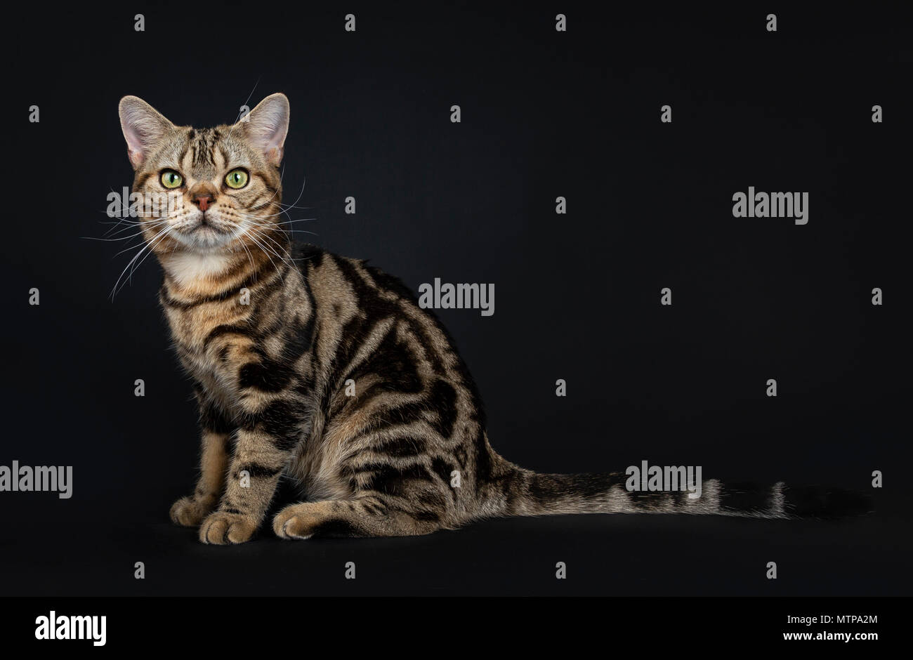 Brown and black tabby American Shorthair cat kitten lsitting side ways with straight long tail behind it on black background looking at camera Stock Photo