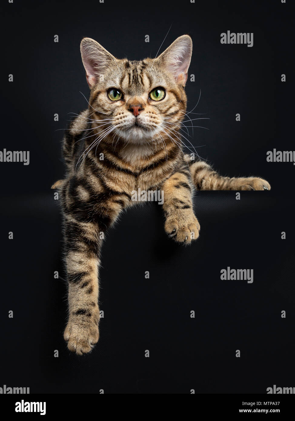 Brown And Black Tabby American Shorthair Cat Kitten Laying Down