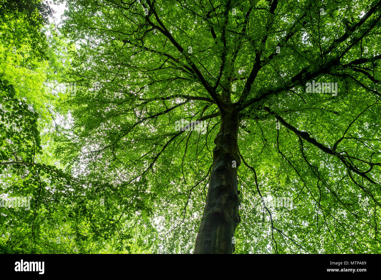 Tree canopy. Fire and Wood at Dean Heritage Centre Stock Photo Alamy