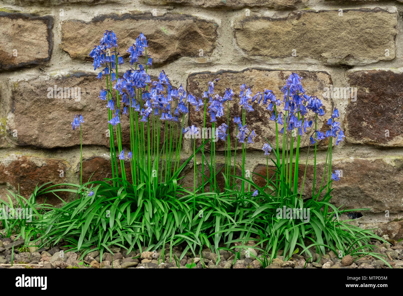 Bluebells growing against a stone wall in Wales. Stock Photo