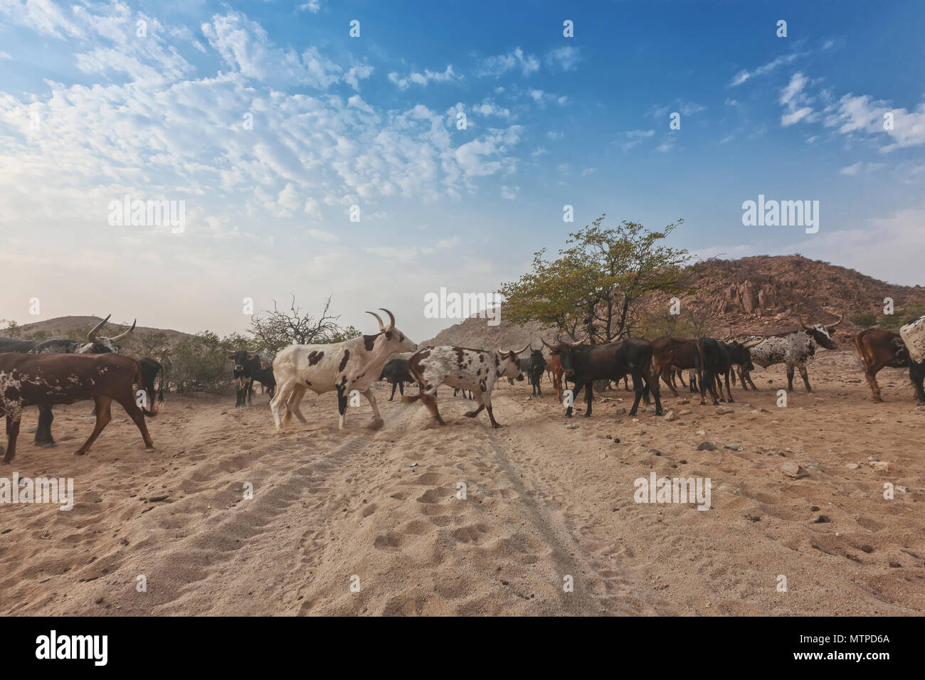 Cows and wild bull grazing in a remote area of the Cunene. Angola ...